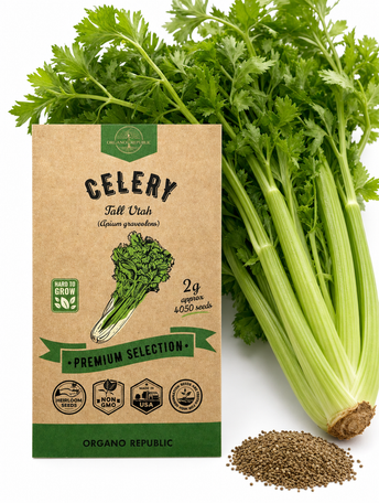 Tall Utah Celery Seeds
