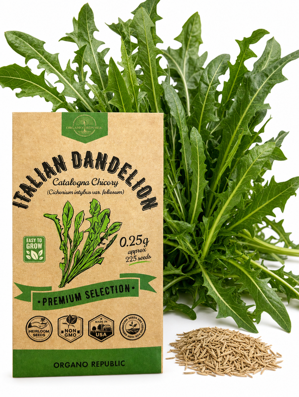 Italian Dandelion - Catalogna Chicory Seeds