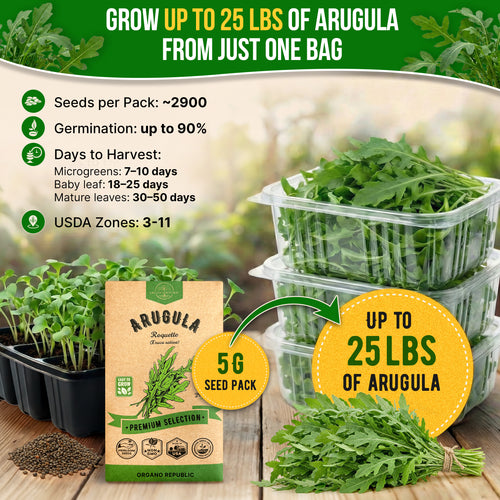 Arugula Roquette Seeds Pack 5G