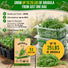 Arugula Roquette Seeds Pack 5G