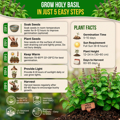 Holy Basil Seeds Pack 0.5G