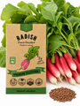 Radish French Breakfast Seeds