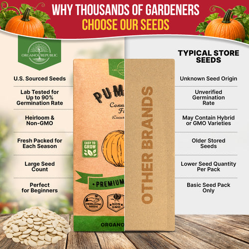 Pumpkin Connecticut Field Seeds Pack 10G