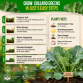 Collard Georgia Southern Seeds Pack 5G