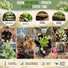 German Chamomile Seeds Pack 0.5G