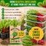 Swiss Chard Ruby Red Seeds Pack 3.75G