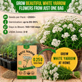 White Yarrow Seeds Pack 0.25G
