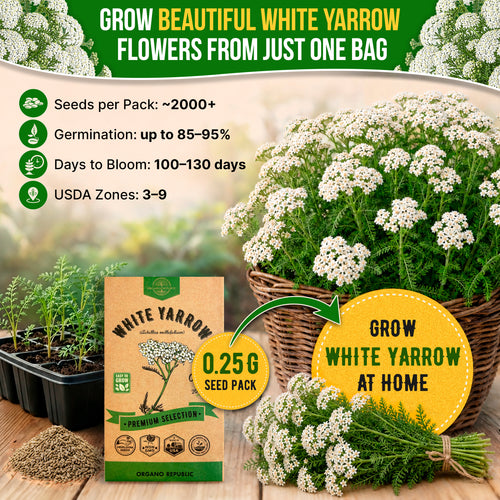 White Yarrow Seeds Pack 0.25G