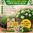 White Yarrow Seeds Pack 0.25G