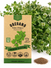 Italian Vulgare Oregano Seeds