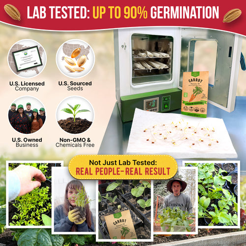 Imperator 58 Carrot Seeds Pack 2G