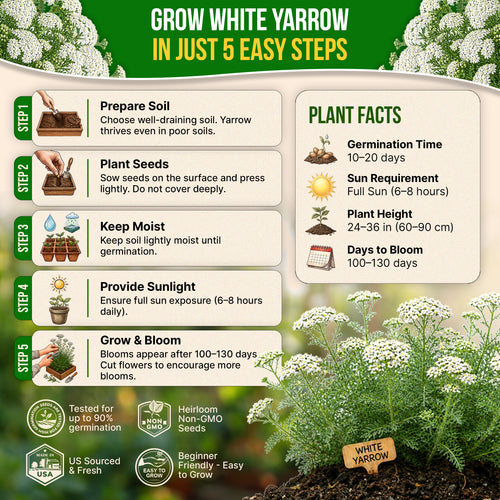 White Yarrow Seeds Pack 0.25G