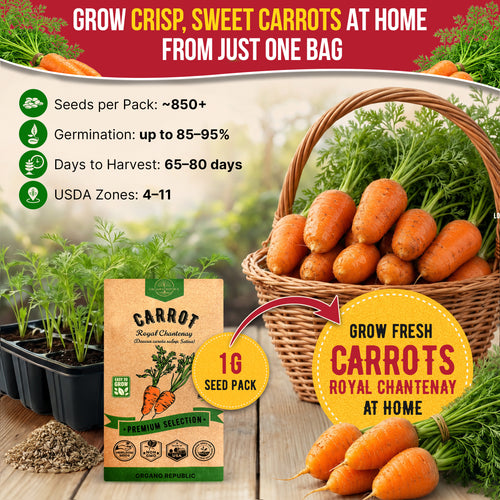 Carrot Royal Chantenay Seeds Pack 1G