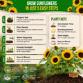 Sunflower Black Oil Seeds Pack 9G