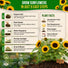 Sunflower Black Oil Seeds Pack 9G