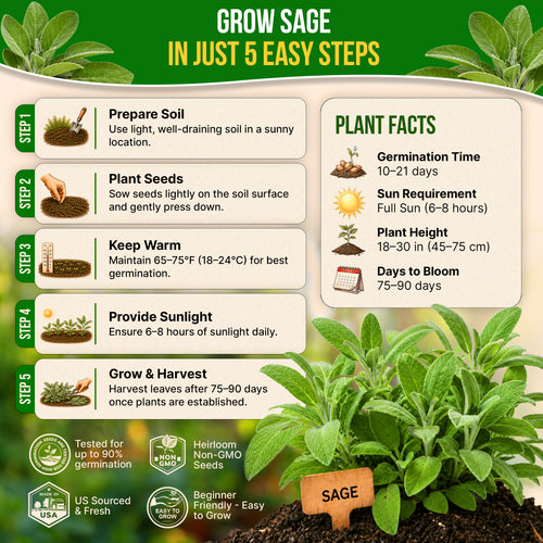 Sage Seeds Pack 1.5 G