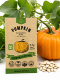 Pumpkin Connecticut Field Seeds