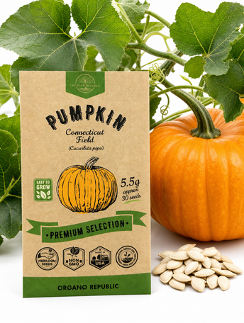 Pumpkin Connecticut Field Seeds