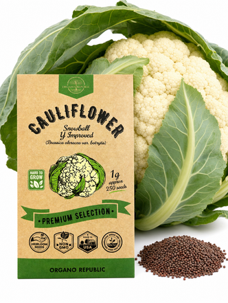 Cauliflower Snowball Y Improved Seeds