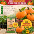 Pumpkin Connecticut Field Seeds Pack 10G