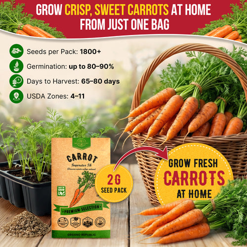Imperator 58 Carrot Seeds Pack 2G