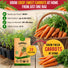 Imperator 58 Carrot Seeds Pack 2G