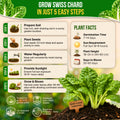 Swiss Chard Fordhook Seeds Pack 3.75G