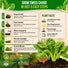 Swiss Chard Fordhook Seeds Pack 3.75G