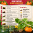 Pumpkin Connecticut Field Seeds Pack 10G
