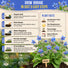 Borage Seeds Pack 1.50G