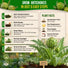Green Globe Artichoke Seeds Pack 2G