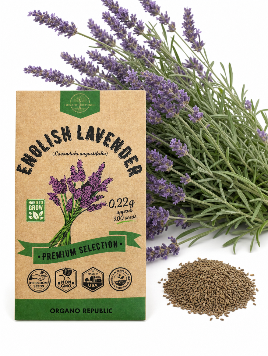 English Lavender Seeds