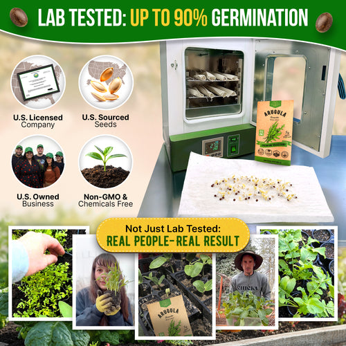Arugula Roquette Seeds Pack 5G