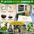 Pea Oregon Sugar Pod II Seeds Pack 15G