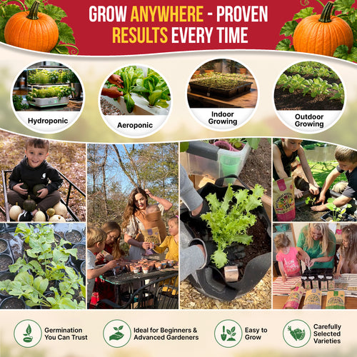 Pumpkin Connecticut Field Seeds Pack 10G