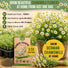 German Chamomile Seeds Pack 0.5G