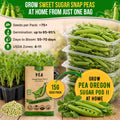 Pea Oregon Sugar Pod II Seeds Pack 15G