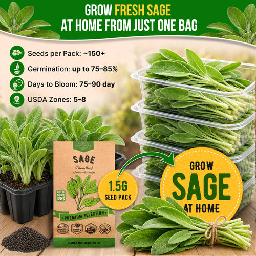 Sage Seeds Pack 1.5 G
