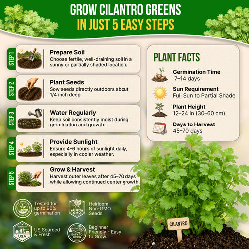 Cilantro Seeds Pack 5G