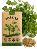 Cilantro Seeds