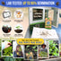Cape Forget-Me-Not Seeds Pack 3G