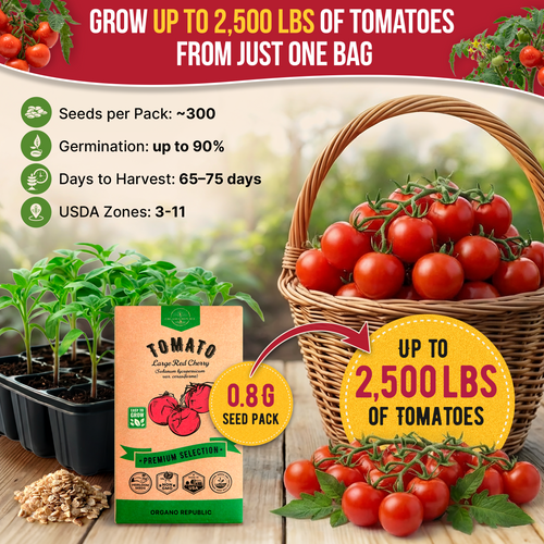 Tomato Large Cherry Seeds Pack 0.8G