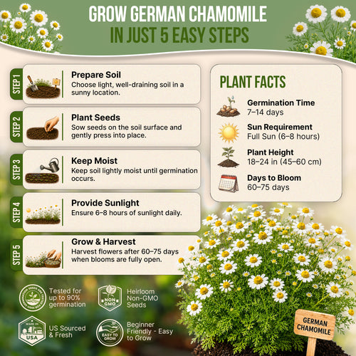 German Chamomile Seeds Pack 0.5G
