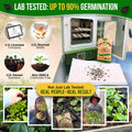 Onion Walla Walla Seeds Pack 1G