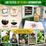 Onion Walla Walla Seeds Pack 1G