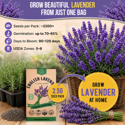 English Lavender Seeds Pack 2.5G