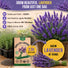 English Lavender Seeds Pack 2.5G