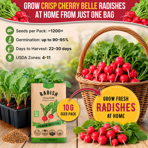 Cherry Belle Radish Seeds Pack 10G