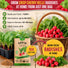 Cherry Belle Radish Seeds Pack 10G