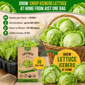 Lettuce Iceberg Seeds Pack 3G